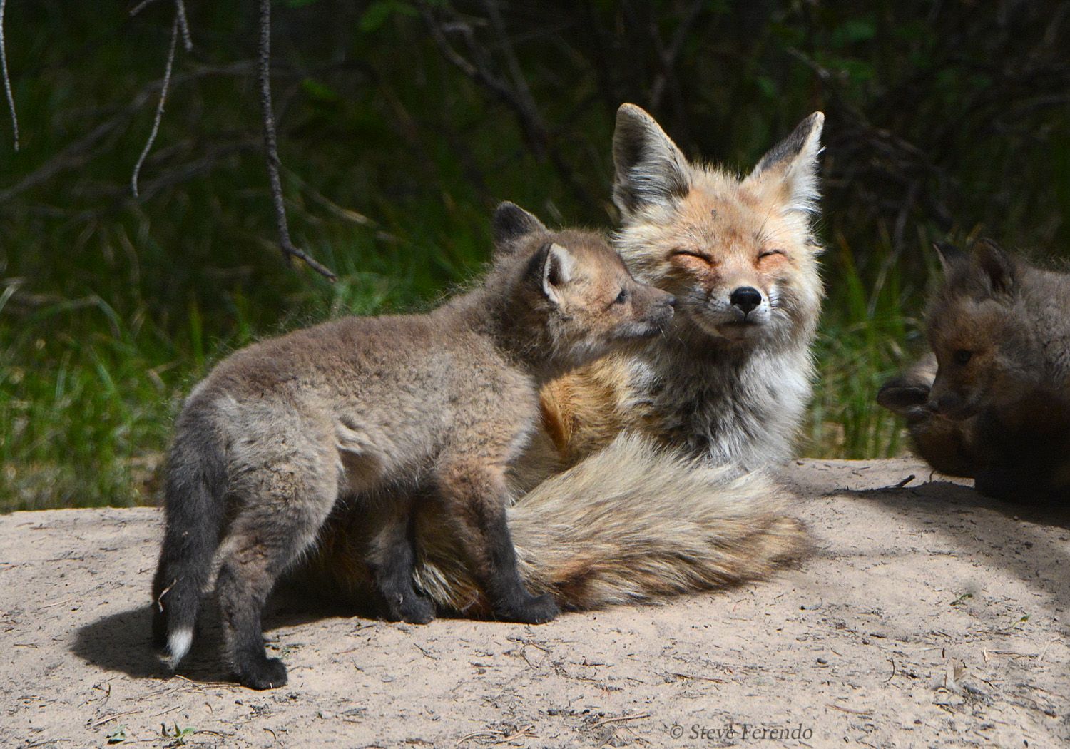 frolicat fox den